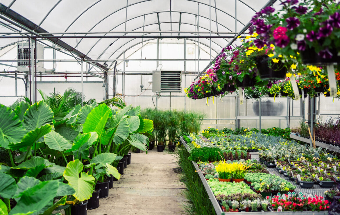 How to Prevent Greenhouses Losses During Fool’s Spring